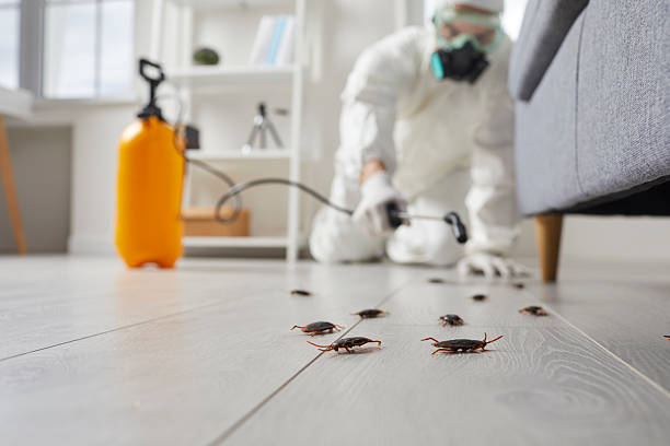Commercial Kitchen Cockroach Control in Marlow